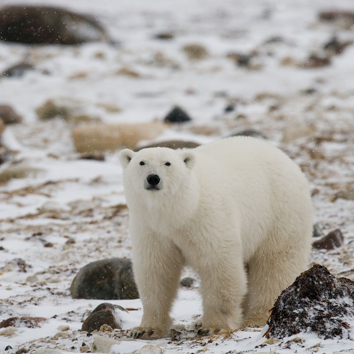 International Polar Bear Day February 27 2019 National Today