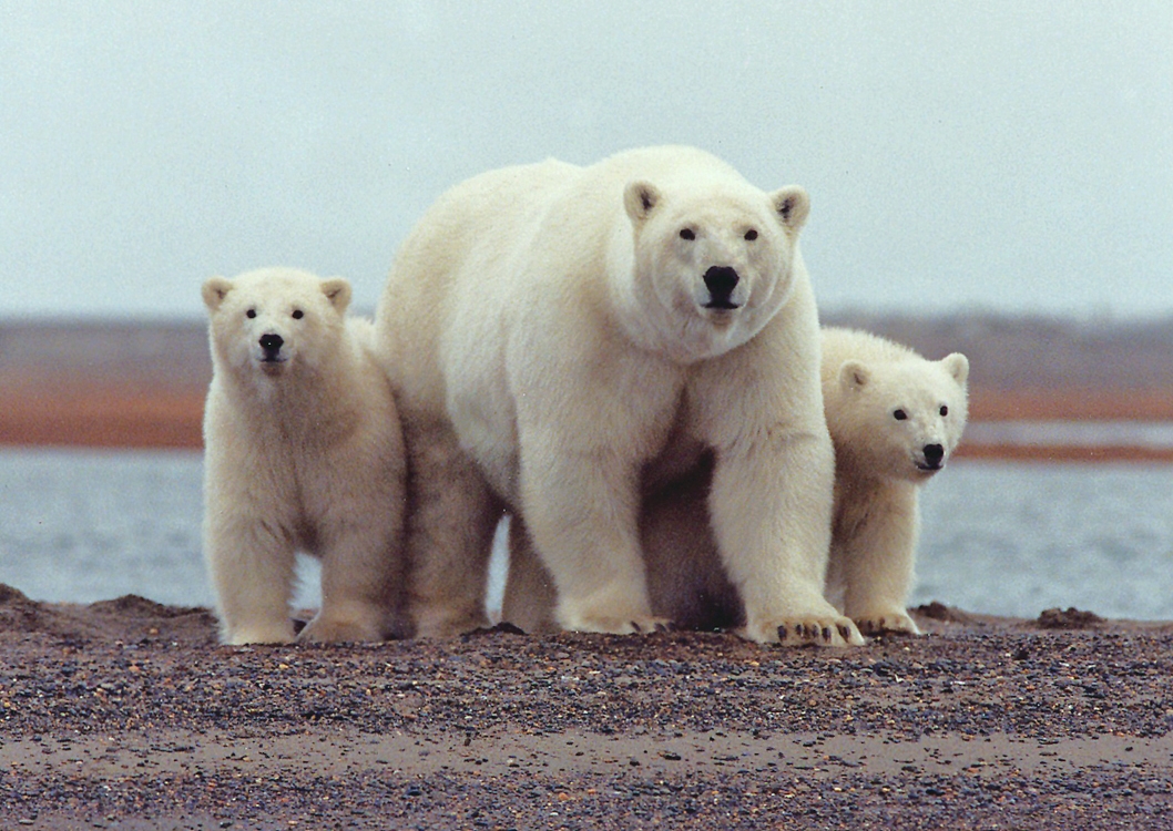 International Polar Bear Day Wikipedia