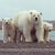 International Polar Bear Day 2019
