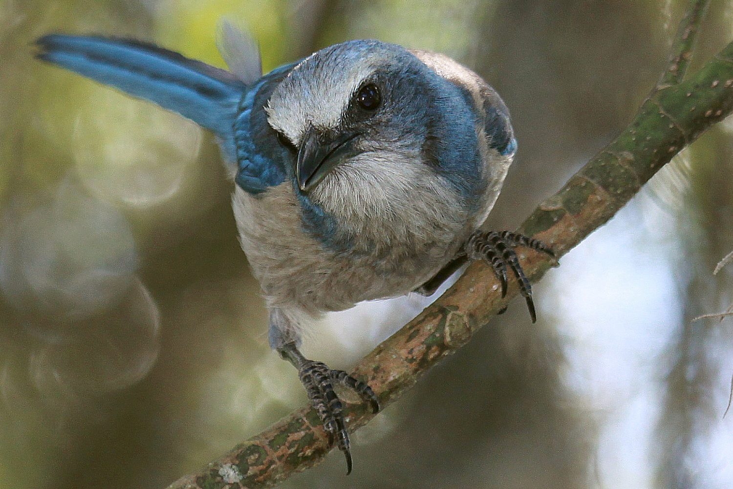 Birding Festivals Scheduled For February 2019 Birdwatching