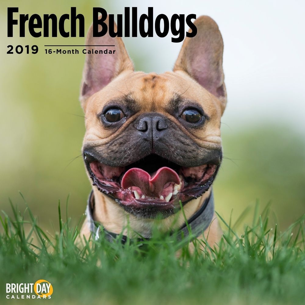 French Bulldog 2019 Wall Calendar Cute Dog Puppy Animal Gift Nature