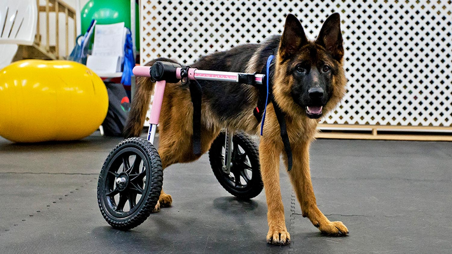 National Specially Abled Pets Day Petpartners Inc