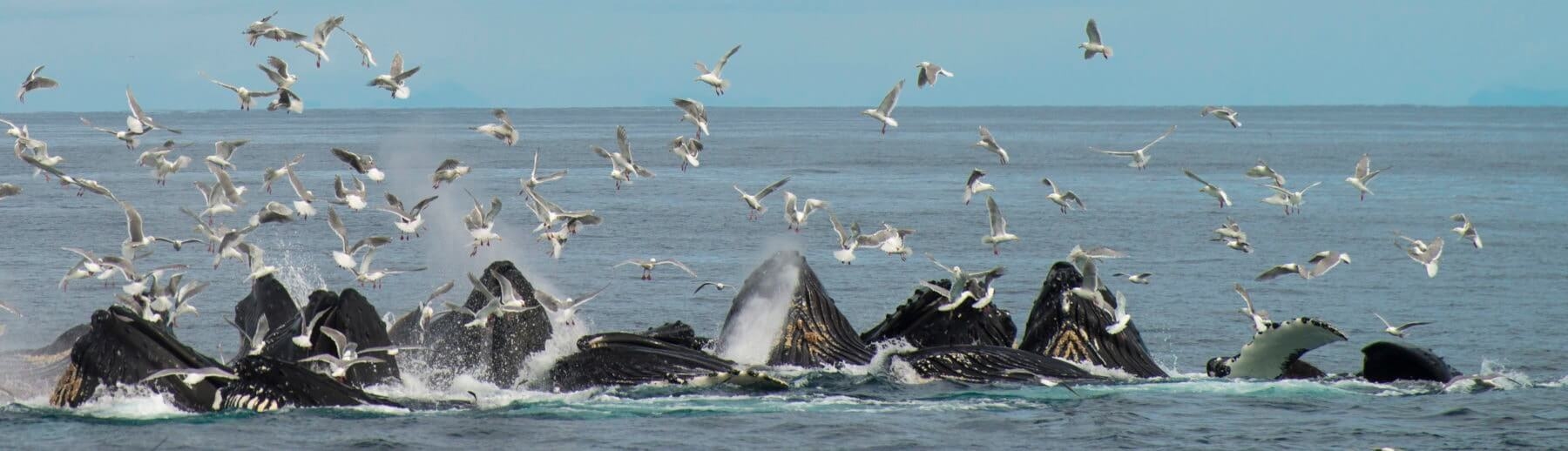 World Whale Day February 16th 2019 Major Marine Tours