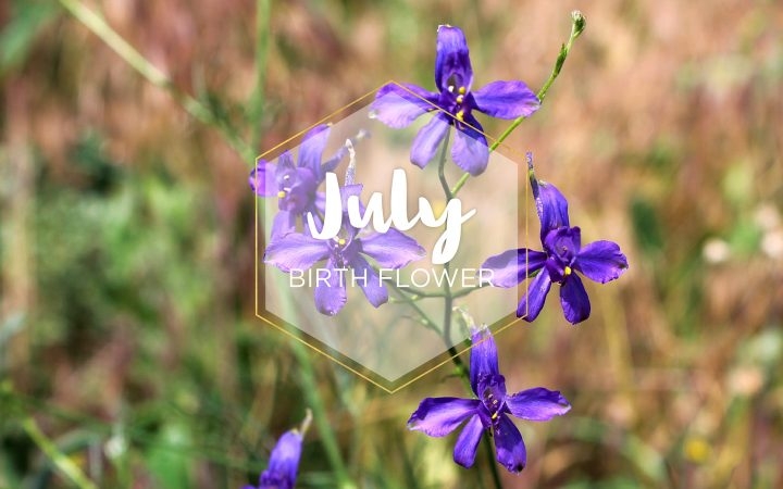 July Birth Flower