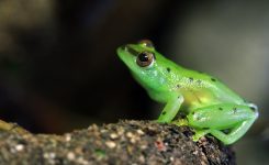 4 Weird Frogs For Save The Frogs Day
