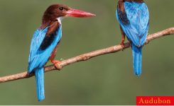 Audubon Birds Page A Day Calendar 2019 Calendar Day To Day