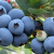 Pick Blueberries Day 2019