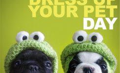 National Dress Up Your Pet Day Old Dog Haven