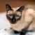 National Siamese Cat Day 2019