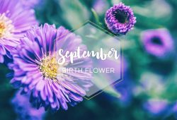 September Flower Of The Month